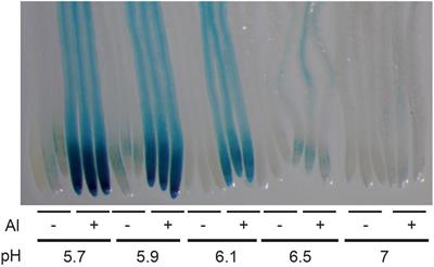 Uncoupling Aluminum Toxicity From Aluminum Signals in the STOP1 Pathway